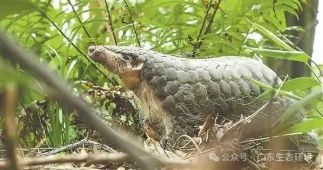 国家一级保护野生动物中华穿山甲.jpg